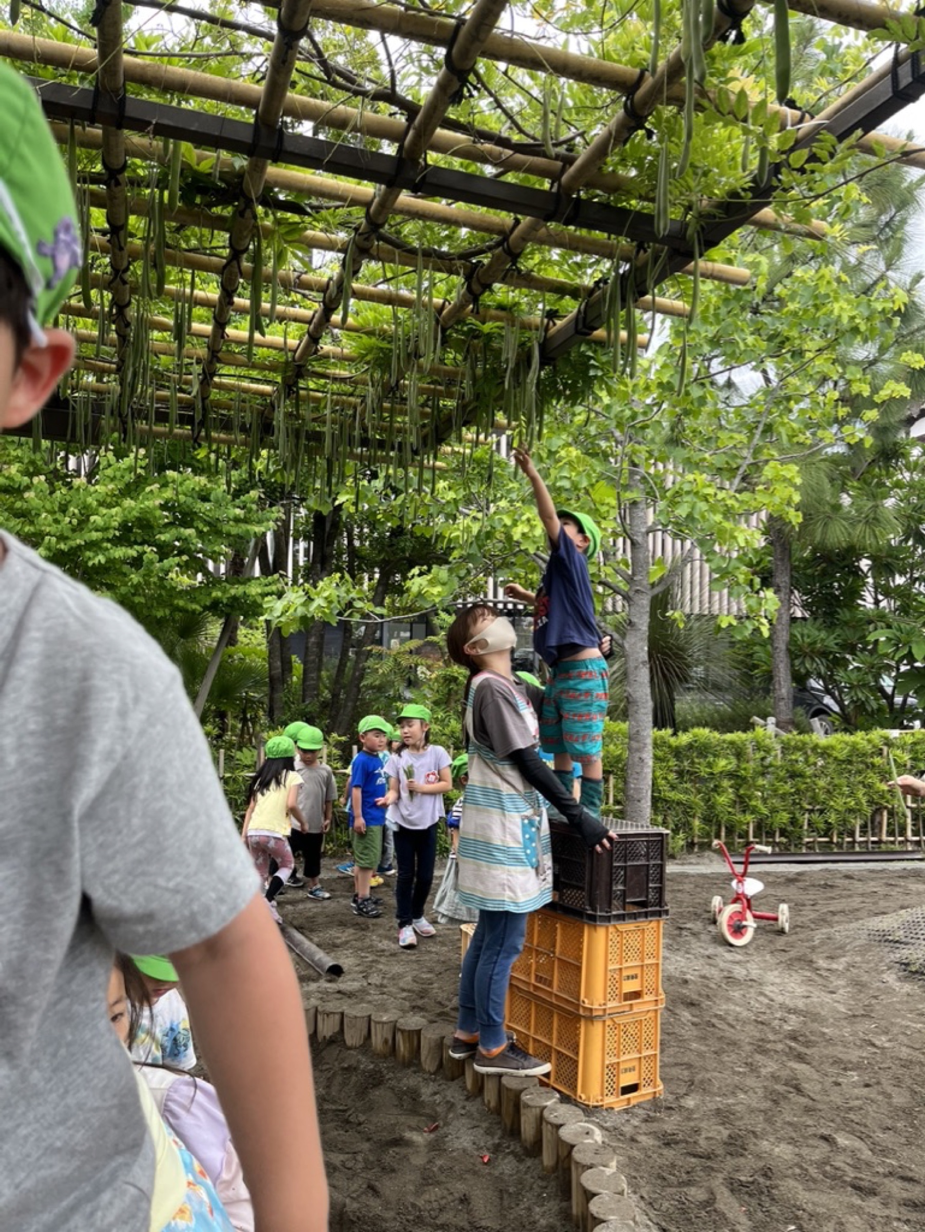 園庭で植物を観察する子どもたち